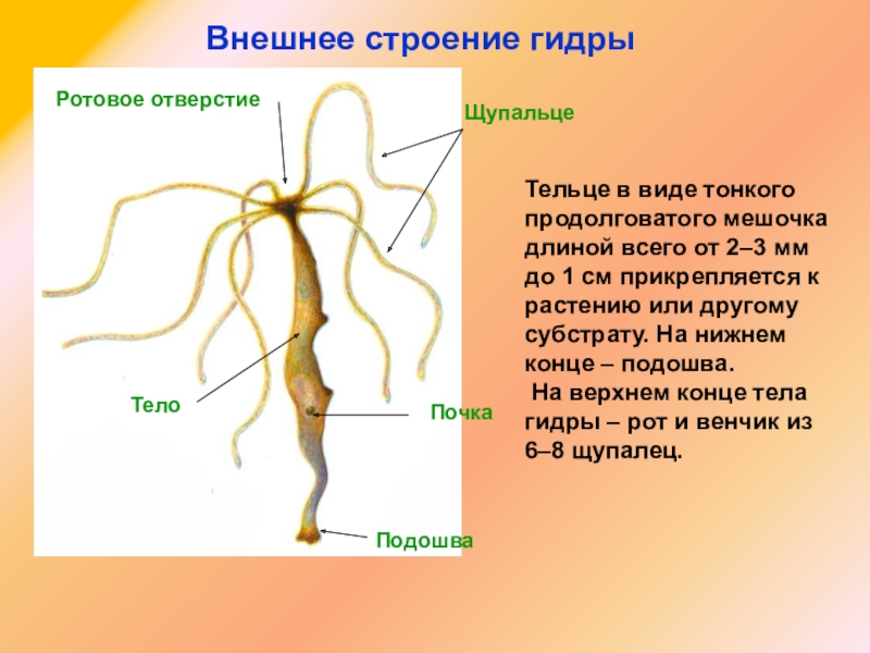 Кракен маркетплейс ссылка